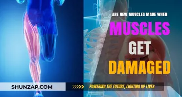Muscle Damage and Repair: The Science Behind Building New Muscles