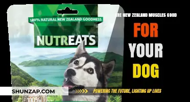 New Zealand Mussels for Dogs: Nutritional Benefits and Safety Tips