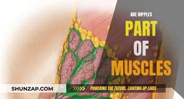 The Muscle Mystery: Nipples and Muscular Connections