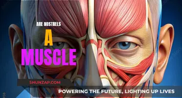 The Mystery of Nostril Muscles: Fact or Fiction?