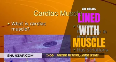 The Muscular Nature of Organs: Exploring the Biology