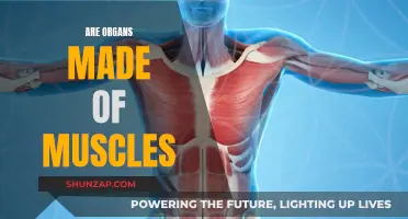 Organs and Muscles: What's the Connection?