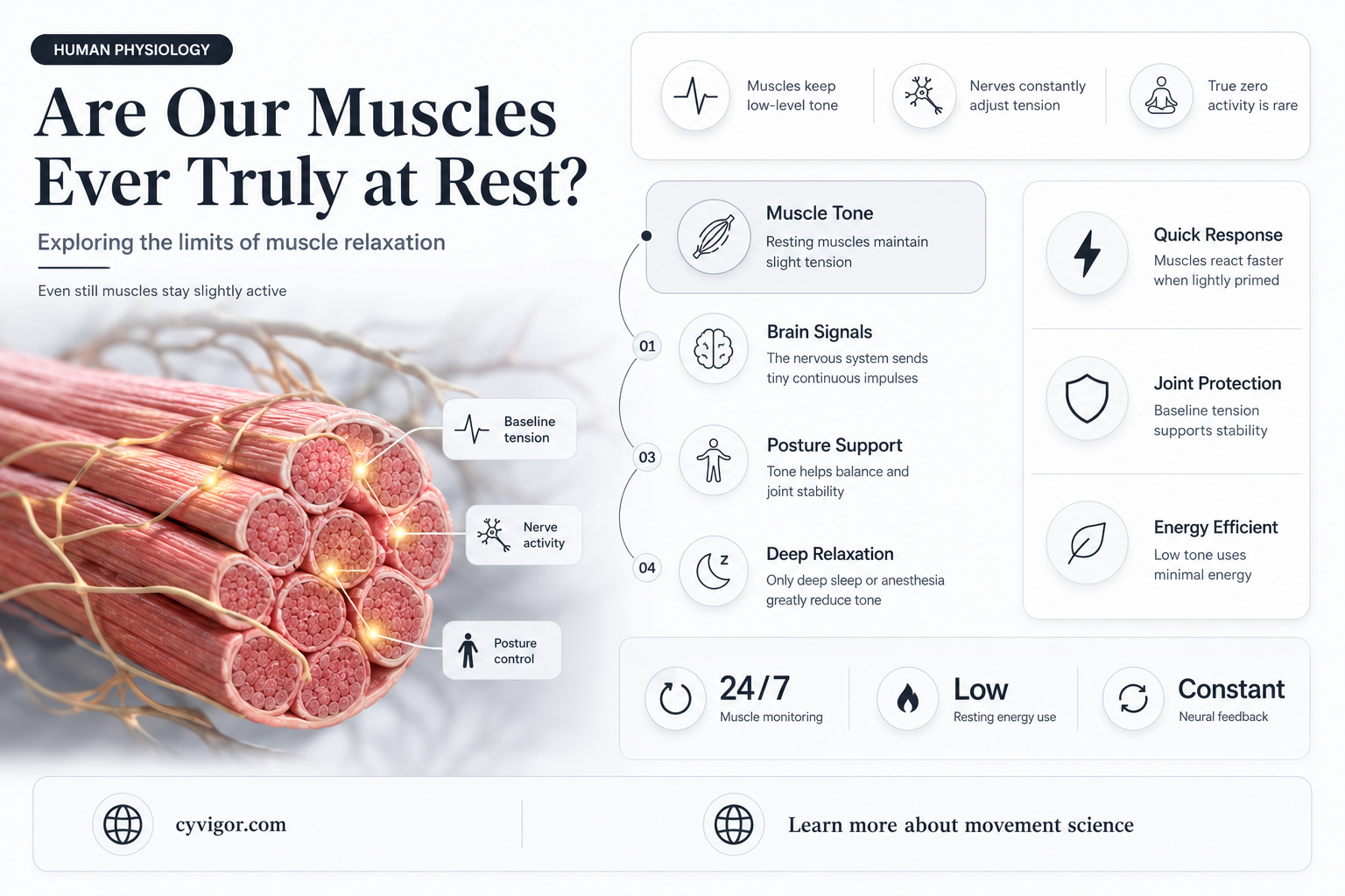 are our muscles ever completely relaxed