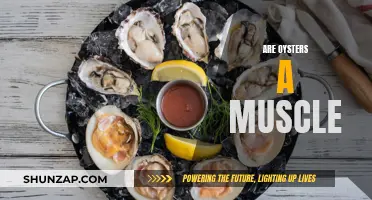 Oyster Anatomy: Unveiling the Muscle Mystery