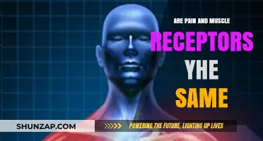 Pain vs. Muscle Receptors: Understanding Their Unique Roles and Functions