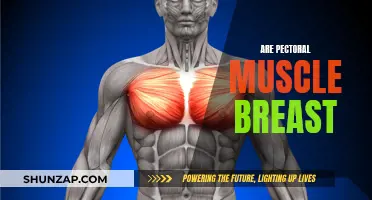 Pectoral Muscles: Are They Breasts or Pecs?
