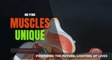Penis Muscles: Uniquely Strong or Just Like Others?