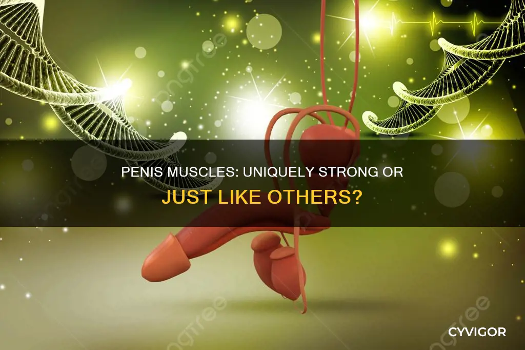 are penis muscles unique