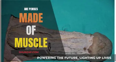 The Truth About Penises: Muscle or Not?