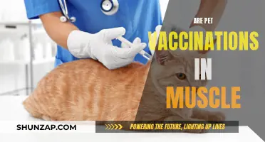 Pet Vaccinations: Intramuscular Approach for Effective Protection