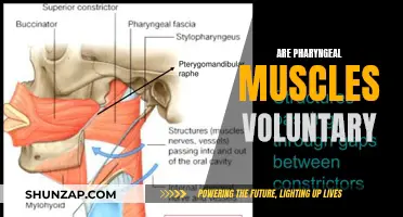 Pharyngeal Muscles: Under Our Control or Autonomic?