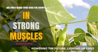 Pinto Beans: A Muscle-Building Powerhouse for Strength and Growth