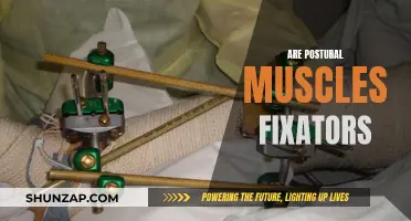 Postural Muscles: Fixators or Dynamic Stabilizers?