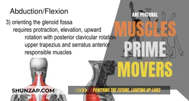 Prime Movers: The Role of Postural Muscles