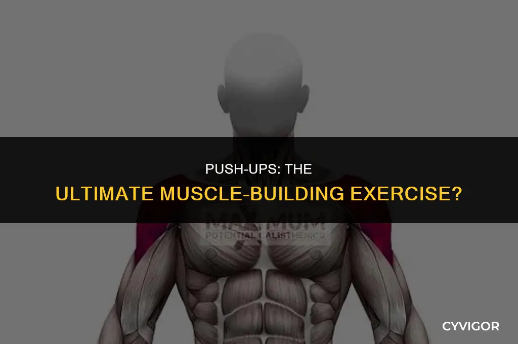 are push ups good for building muscle