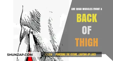 Exploring the Anatomy: Are Quad Muscles Front and Back of Thigh?