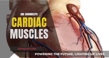 Understanding the Difference: Quadriceps and Cardiac Muscles