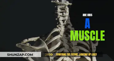 Ribs: Muscle or Bone?