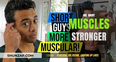 Short Muscles: Stronger or Weaker?