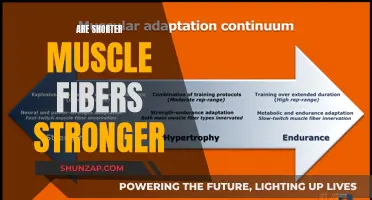 Muscle Fibers: Does Size Affect Strength?