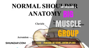 Are Shoulders a Major Muscle Group? Uncovering the Truth