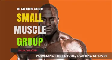 Shoulders: Big or Small Muscle Group? Unraveling the Fitness Debate