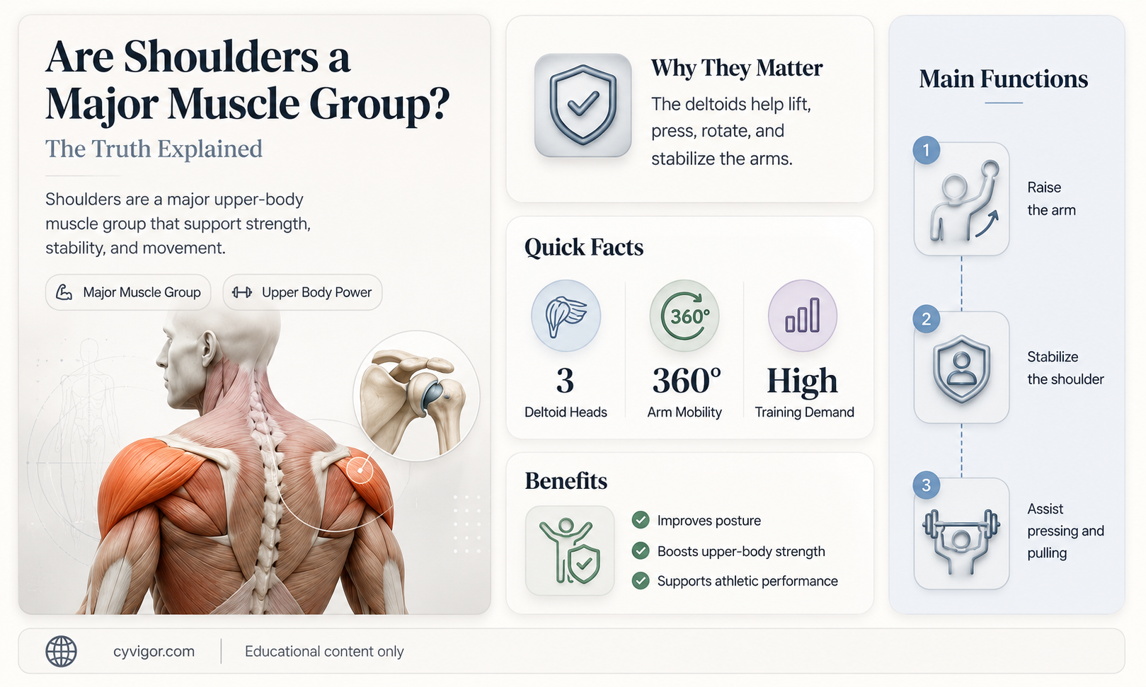 are shoulders a big muscle group