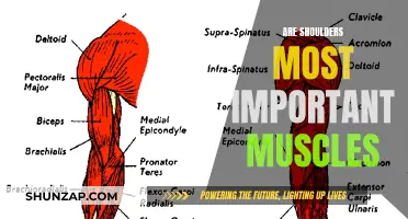Shoulders: The Most Important Muscles for Upper Body Strength