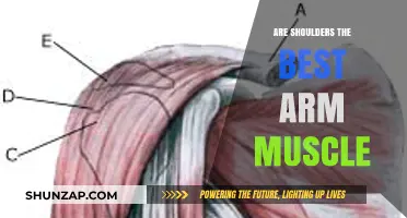 Shoulders: The Ultimate Arm Muscle? Strength, Aesthetics, and Functionality