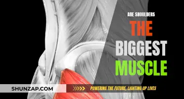 Shoulders: The Biggest Muscle Group?