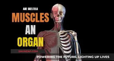 Skeletal Muscles: Are They Considered Organs?