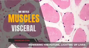 Skeletal Muscles and Visceral Fat: What's the Link?