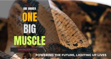 The Muscular Might of Snakes: Unraveling the Mystery