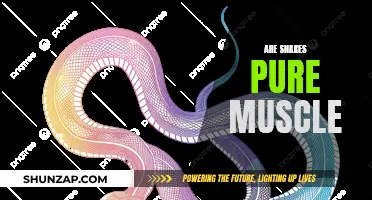 Snake Anatomy: Pure Muscle or Myth?