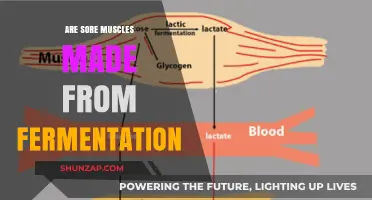 Sore Muscles and Fermentation: Unraveling the Science Behind the Burn