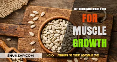 Sunflower Seeds for Muscle Growth: Benefits and Nutrition Explained