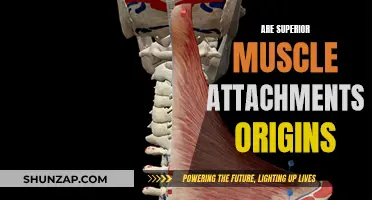 Superior Attachments: Muscle Origins or Superior Function?