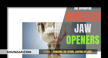 Suprahyoid Muscles: The Jaw-Opening Muscle Group