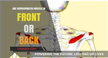 Understanding Supraspinatus Muscle: Front or Back?