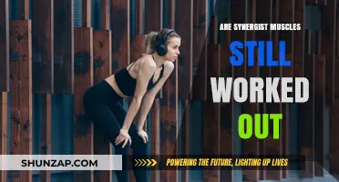 Do Synergist Muscles Still Get Trained During Targeted Workouts?