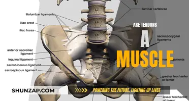 Tendons and Muscles: What's the Difference?