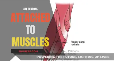 Tendons and Muscles: What's the Connection?