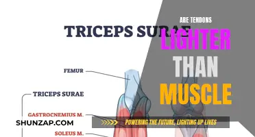 Tendons vs Muscles: The Weight Debate