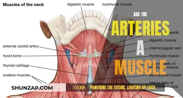 What Are Arteries: Muscles or Something Else?