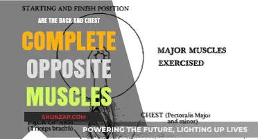 Exploring the Myth: Are Back and Chest Muscles Truly Opposites?