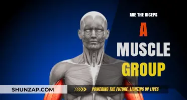 Are Biceps a Muscle Group? Understanding Arm Anatomy and Function