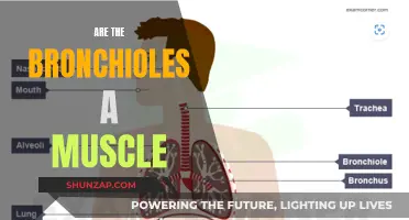 Exploring the Nature of Bronchioles: Are They Muscles?