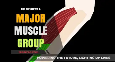 Are Calves a Major Muscle Group? Unveiling Their Role in Fitness
