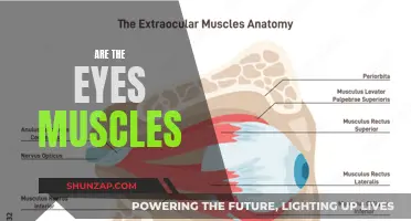 Eyes and Muscles: What's the Connection?