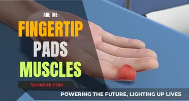 Fingertip Pads: Muscles or Something Else?